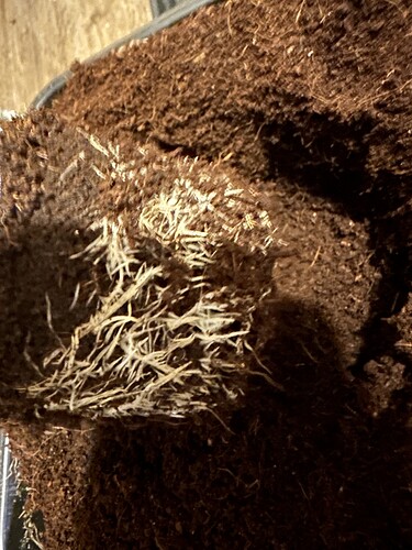 Growreport Bild 1