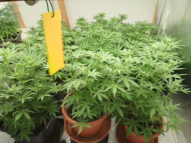 Growreport Bild 4