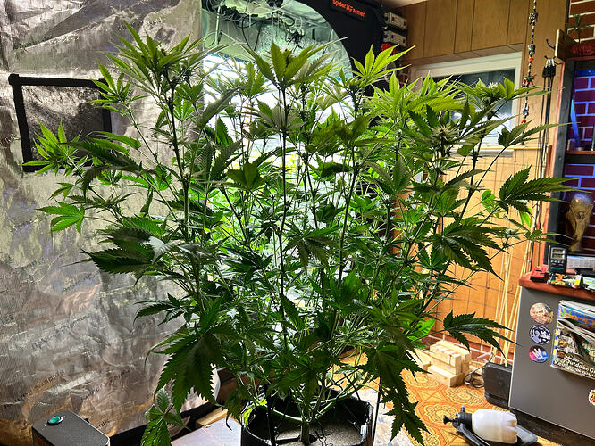 Eine große, gesunde Cannabispflanze in der Blütephase, die in einem Growzelt steht.