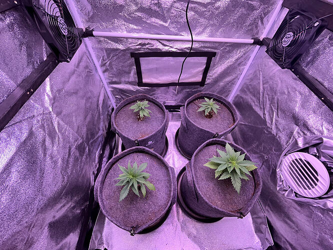 Vier junge Cannabispflanzen in Stofftöpfen in einem Growzelt unter violettem Licht.