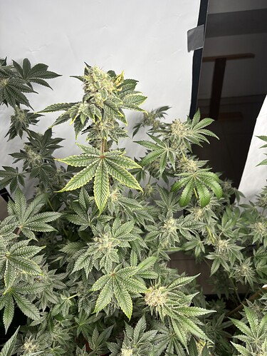 Growreport Bild 13