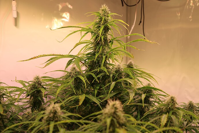 Growreport Bild 6
