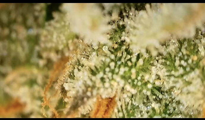 Growreport Bild 3