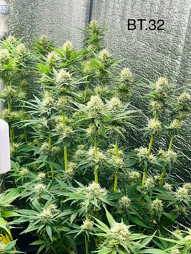 Growreport Bild 7