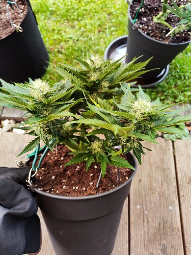 Growreport Bild 7