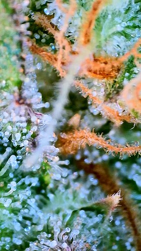 Growreport Bild 24