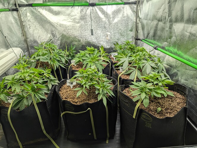 Growreport Bild 1