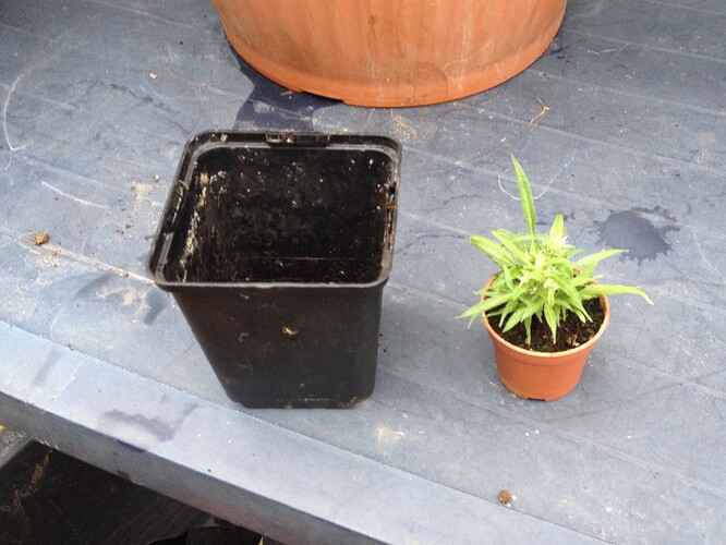 Growreport Bild 8