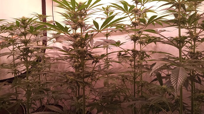 Growreport Bild 7