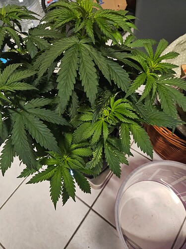 Growreport Bild 9