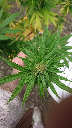 Growreport Bild 2
