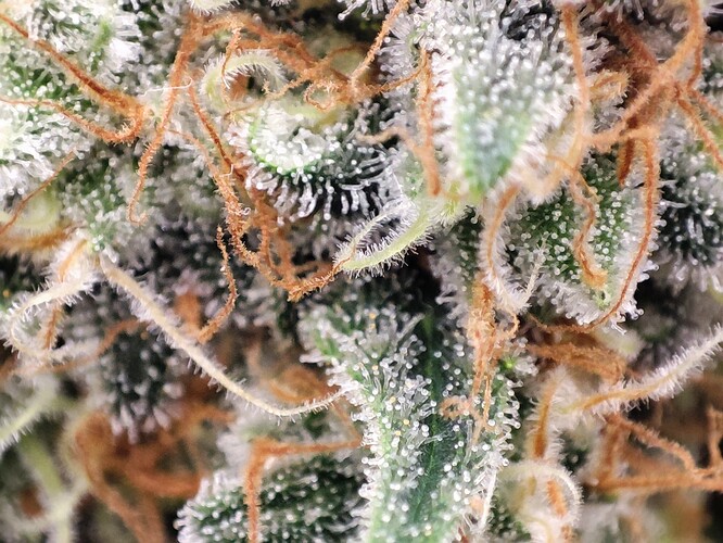 Growreport Bild 43