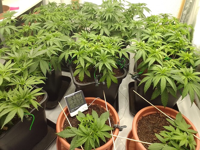 Growreport Bild 7