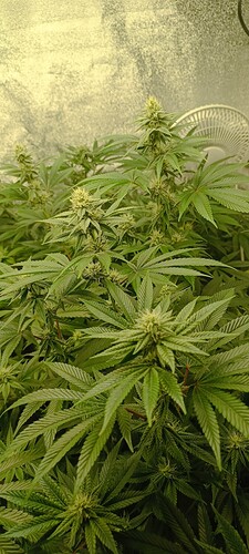 Growreport Bild 4