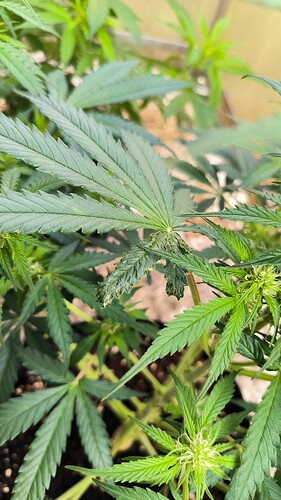 Growreport Bild 3
