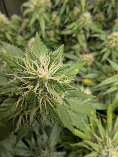 Growreport Bild 13