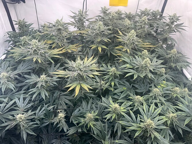 Growreport Bild 1