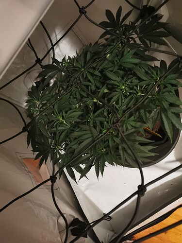 Growreport Bild 2