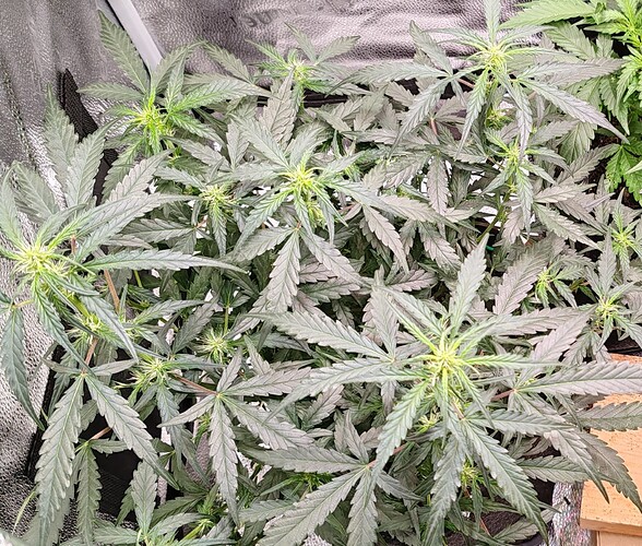 IMG_20240804_110529~2