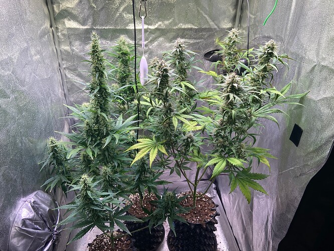 Growreport Bild 3