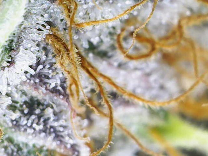 Growreport Bild 27