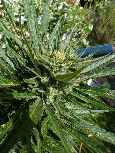 PXL_20250625_124544697.MP