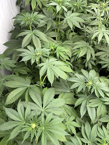 Growreport Bild 27