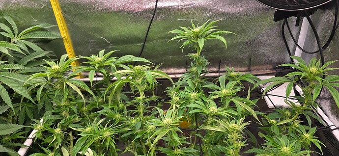 Growreport Bild 32