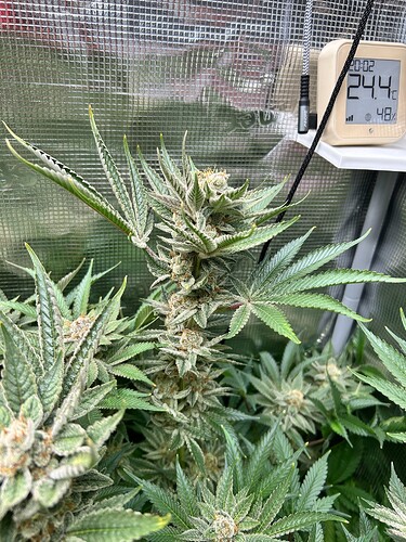 Nahaufnahme einer blühenden Cannabispflanze mit dichten, harzigen Blütenständen und grünen Blättern. Im Hintergrund ist eine reflektierende Zeltwand und ein digitales Thermometer/Hygrometer zu sehen, das 24.4°C und 48% Luftfeuchtigkeit anzeigt.