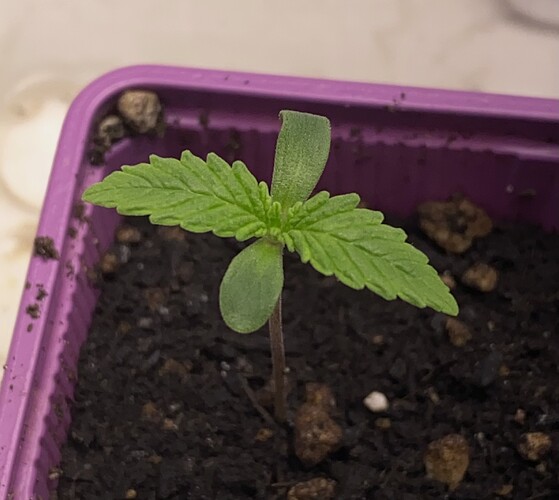 Growreport Bild 3