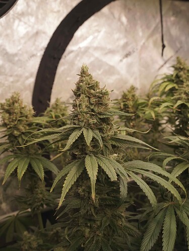 Growreport Bild 10