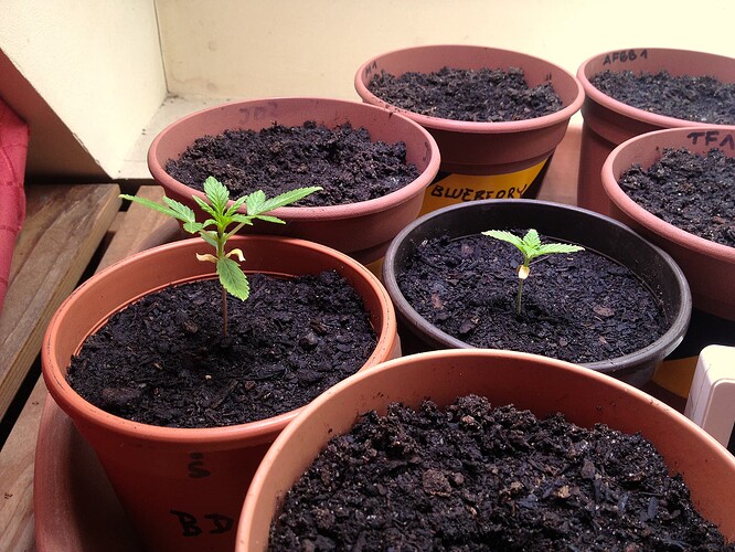 Growreport Bild 6
