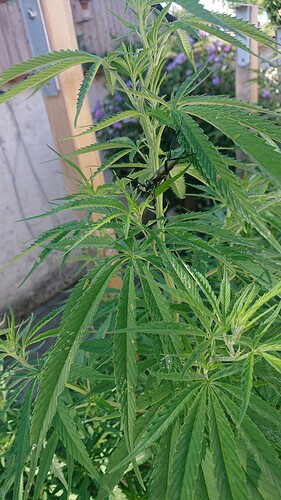 K1