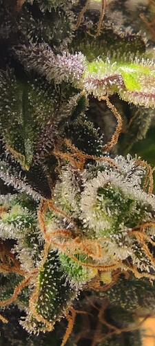 Growreport Bild 43