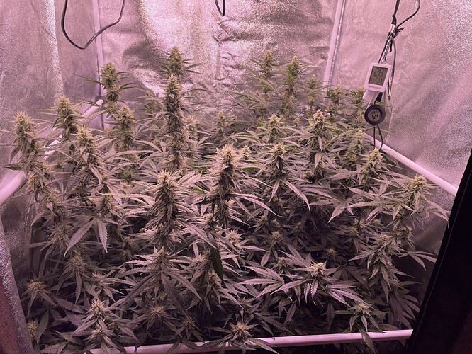 Growreport Bild 3