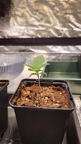Growreport Bild 32
