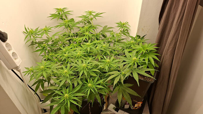 Growreport Bild 234