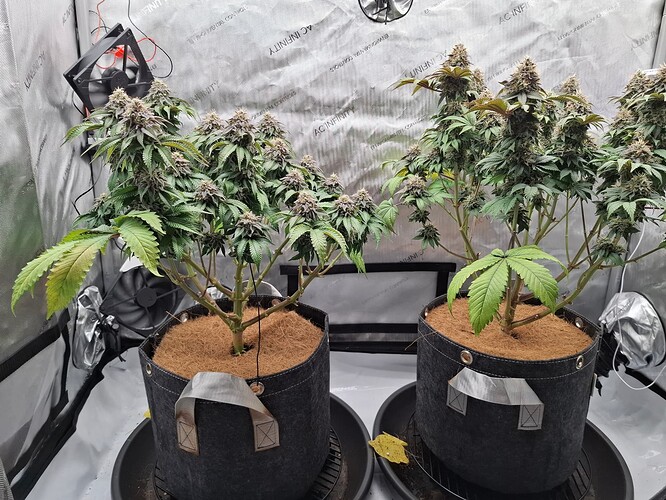 Growreport Bild 4