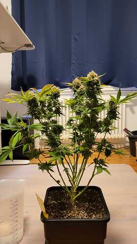 Growreport Bild 12