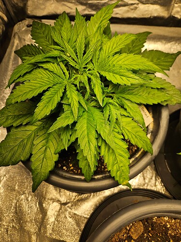 Growreport Bild 32