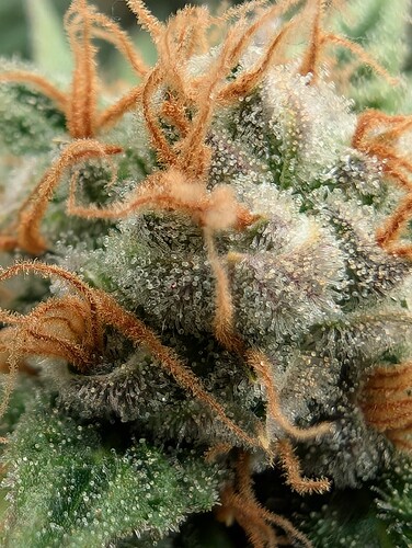 Growreport Bild 13