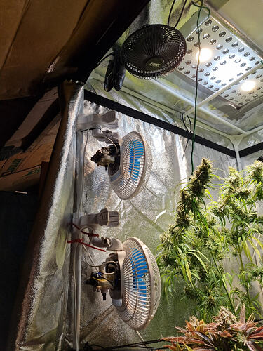 Zwei Ventilatoren sind an einer Zeltwand befestigt, während eine Cannabis-Pflanze in voller Blüte daneben steht.