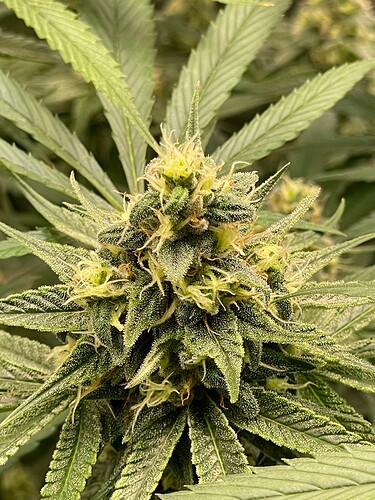 Growreport Bild 50