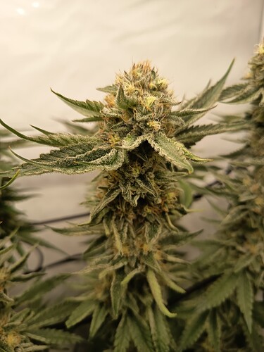 Growreport Bild 30