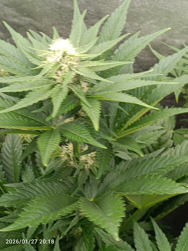 Growreport Bild 10