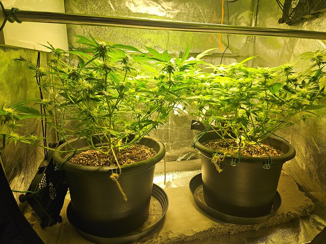 Growreport Bild 36