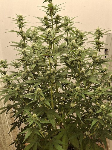 Growreport Bild 122