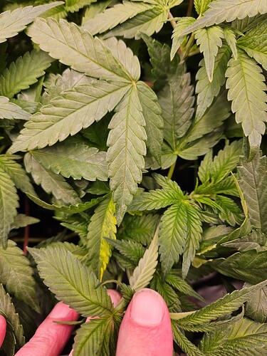 Growreport Bild 7