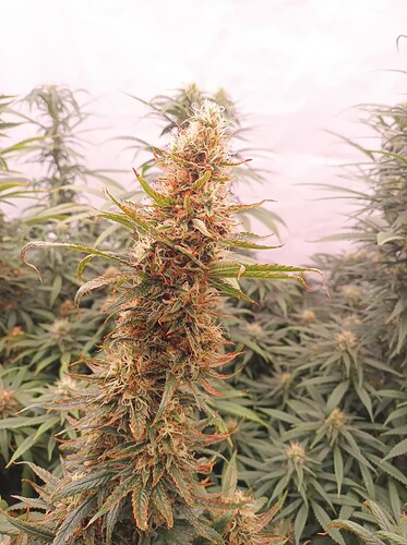 Growreport Bild 18