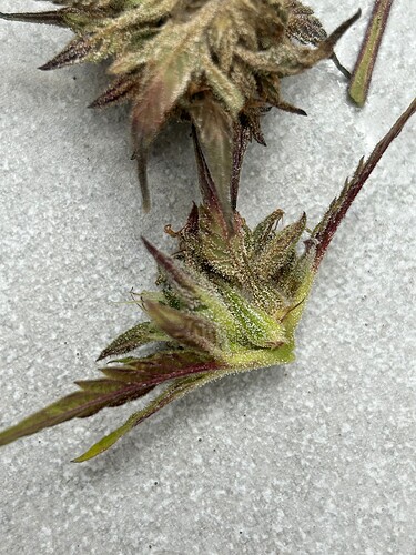 Growreport Bild 25